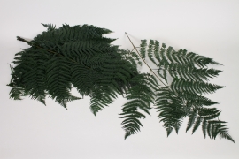 LW-000175 Paquet de 10 foug&egrave;res stabilis&eacute;es vert H68cm