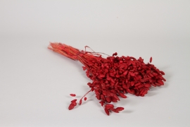 LW-000176 Briza maxima s&eacute;ch&eacute; satin rouge H50cm