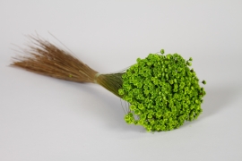 LW-000178 Dried apple green glixia H30cm 