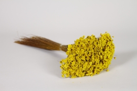 LW-000180 Glixia s&eacute;ch&eacute; jaune H30cm