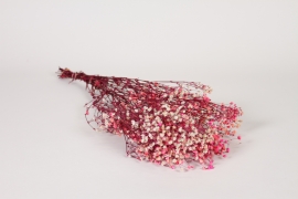 LW-000181 Pink preserved gypsophilia H55cm
