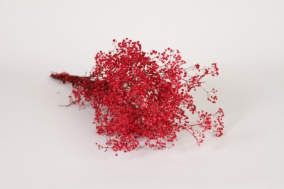 LW-000183 Gypsophile pr�serv� rouge H50cm