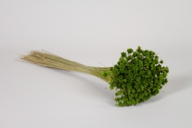 LW-000184 Dried fuchsia apple green hill flowers H46cm