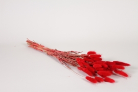 LW-000185 Red dried lagurus H50cm