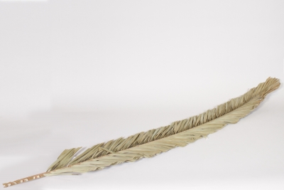 LW-000186 Dried natural palm leaf H150cm