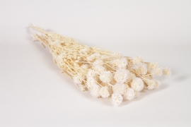 LW-000187 White dried scabiosa H50cm