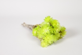 LW-000188 Apple green dried helichrysums H32cm