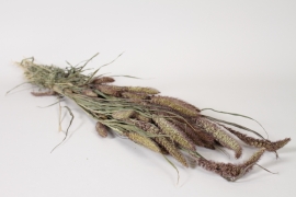 LW-000191 Natural dried grey foxtail H50cm