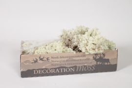 LW-000192 White preserved Iceland moss