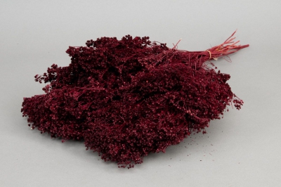 m115ab Broom bloom rouge bordeaux H50cm