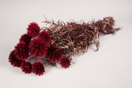 m169ab Red preserved echinops H65cm