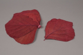 me07ab Pack of burgundy stabilized palas leaves D15cm