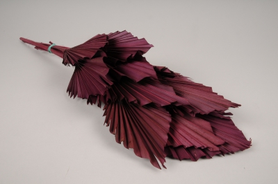 me17ab Dark redd palm spear H67cm