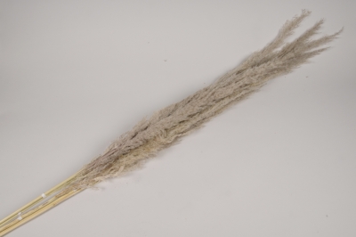 MI-000037 Pampa s�ch�e naturelle H110cm