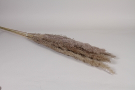 MI-000039 Natural dried gyneriums H120cm
