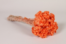 MI-000076 Orange dried strawflower H34cm