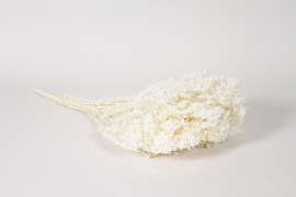 MI-000077 White dried broom bloom H50cm