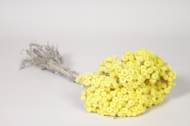 MI-000078 Immortelle du var s&eacute;ch&eacute;e jaune H38cm