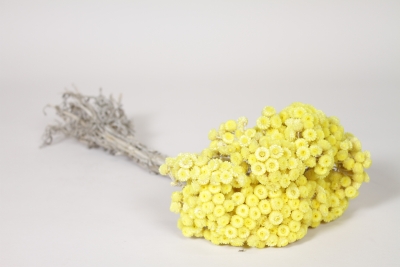 MI-000078 Yellow dried strawflower H38cm