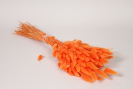 MI-000079 Lagurus s&eacute;ch&eacute; orange H70cm