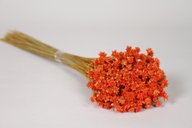MI-000083 Fleurs des collines s&eacute;ch&eacute;es orange H50cm