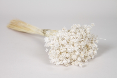 MI-000085 Dried white hill flowers H50cm