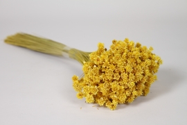 MI-000086 Dried yellow hill flowers H50cm