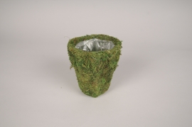 MU02MZ Moss pot D12cm H13cm