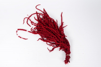n031ab Red preserved amaranthus caudactus