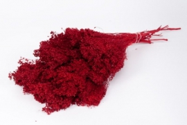 n115ab Red broom bloom