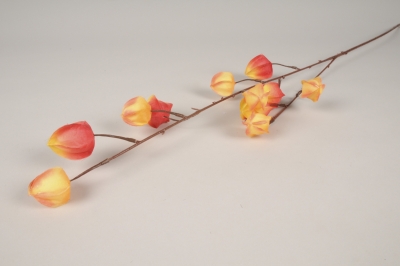 n141di Physalis artificiel jaune orang� H91cm