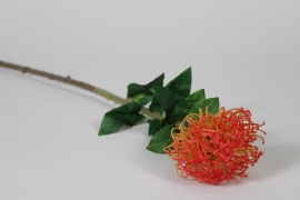 NN-000560 Orange artificial nutans H74cm