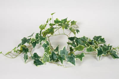 NN-000564 Guirlande de lierre artificiel panach� vert et blanc artificielle L180cm