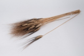 o099ab Black natural dried wheat H65cm