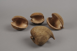 o105wg Pack of 8 natural budhas nuts