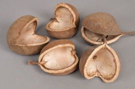 o105wg Pack of 8 natural budhas nuts