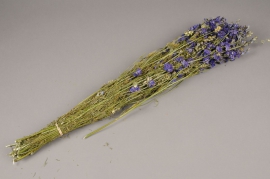 o207kh Dried delphinium branch lilac H65cm
