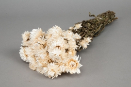 o461kh Natural white dried helichrysum H46cm