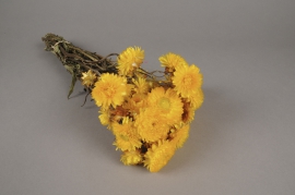 o463kh Natural yellow dried helichrysum H46cm