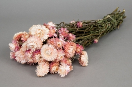 o469kh Natural pink dried helichrysum H46cm 