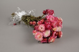 o469kh Natural pink dried helichrysum H46cm 