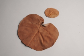 oe01ab Preserved brown manzanita leaves