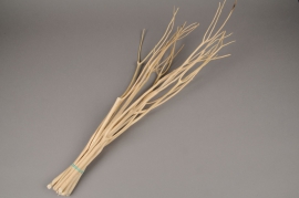 ok45ab Natural mitsumata branches H55cm