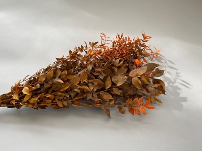 Orange preserved ruscus H75cm