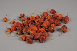 ox06lw Orange dried Chillis