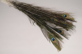 pl01lw Bag of 25 natural peacock feathers H107cm