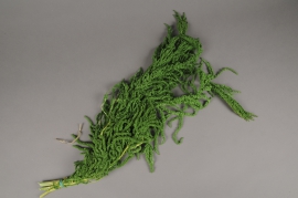 r031ab Bright green preserved amaranthus Caudatus L75cm