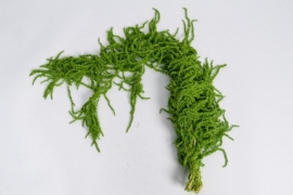 r031ab Spring green amaranthus Caudatus