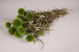 s169ab Echinops préservé vert H70cm