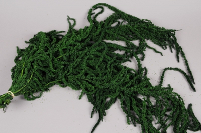 t031ab Amaranthus caudactus preserved moss green